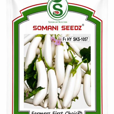 Somani Seedz F1 HY SKS-1057 White Brinjal Seeds