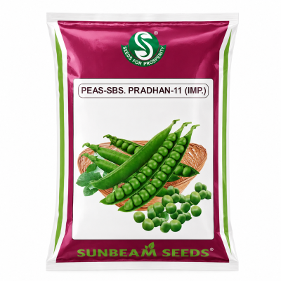 Sunbeam Seeds PEAS-SBS Pradhan-11 (IMP.)