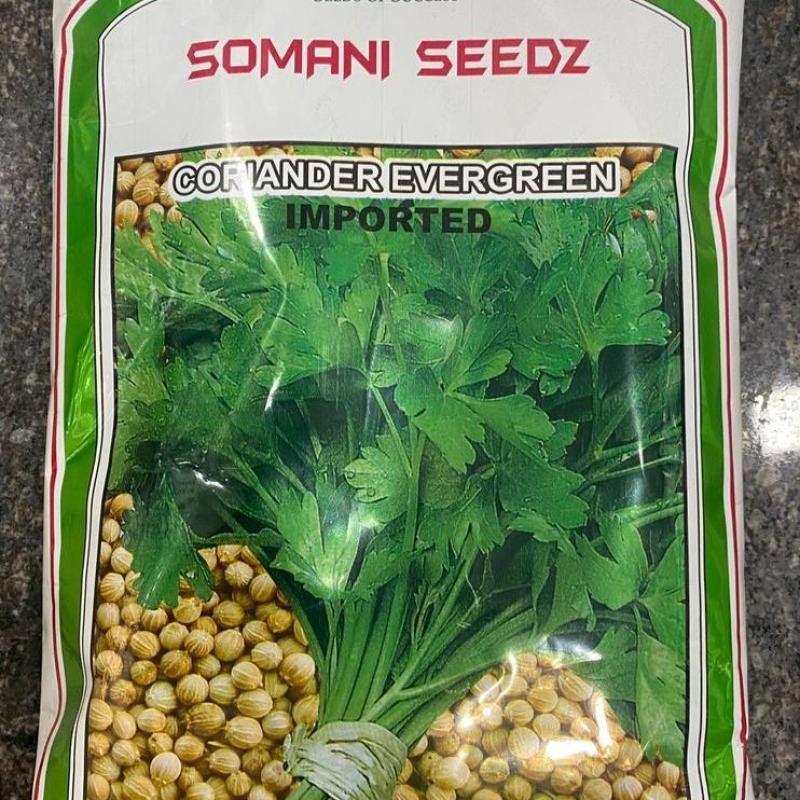 CORIANDER EVERGREEN