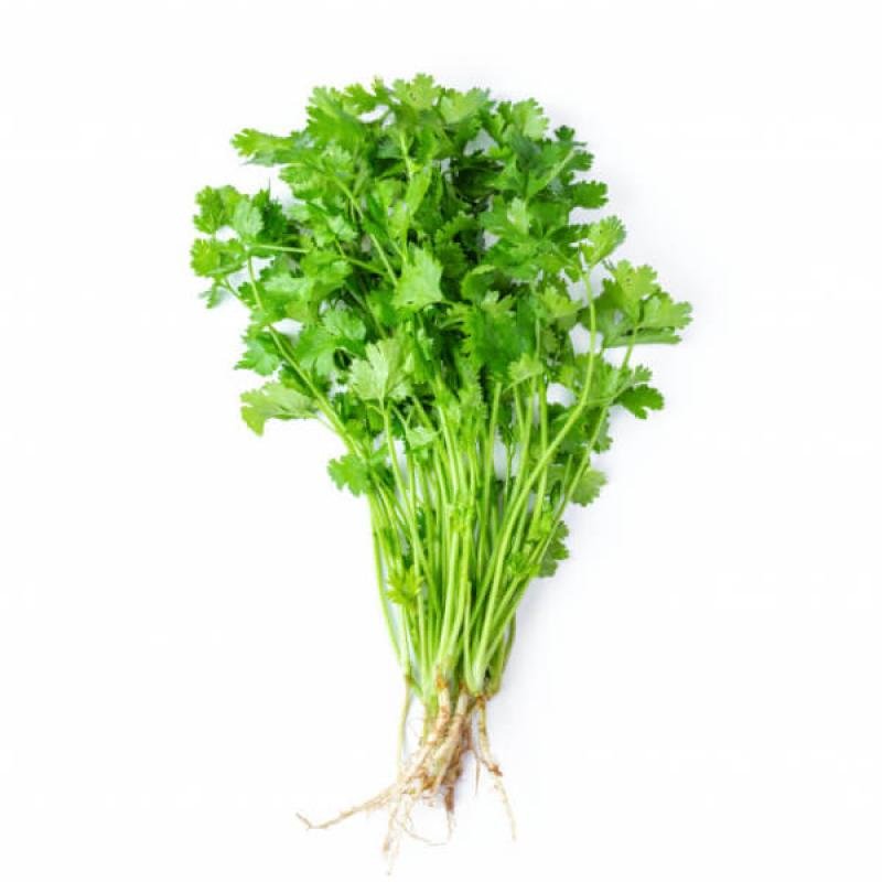 CORIANDER EVERGREEN