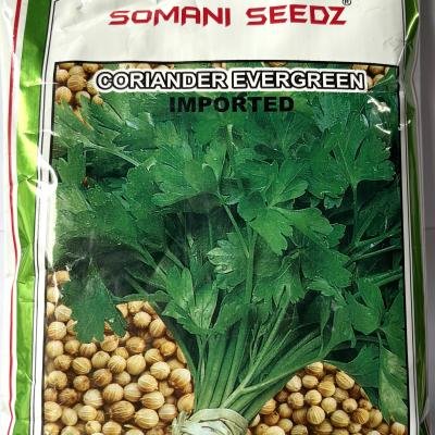 CORIANDER EVERGREEN