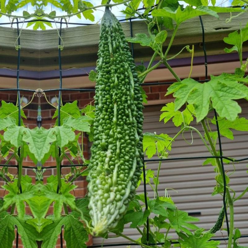 F1 HYBRID - SBS. KUBER