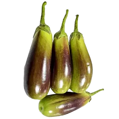 BRINJAL- SBS. BHANGER