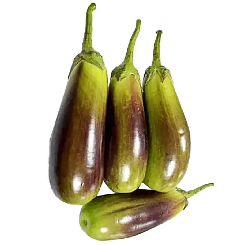 BRINJAL- SBS. BHANGER
