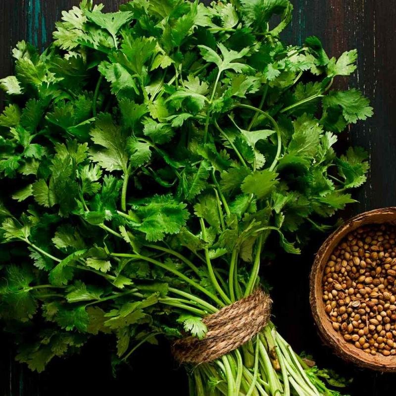 CORIANDER - MAHAK 25