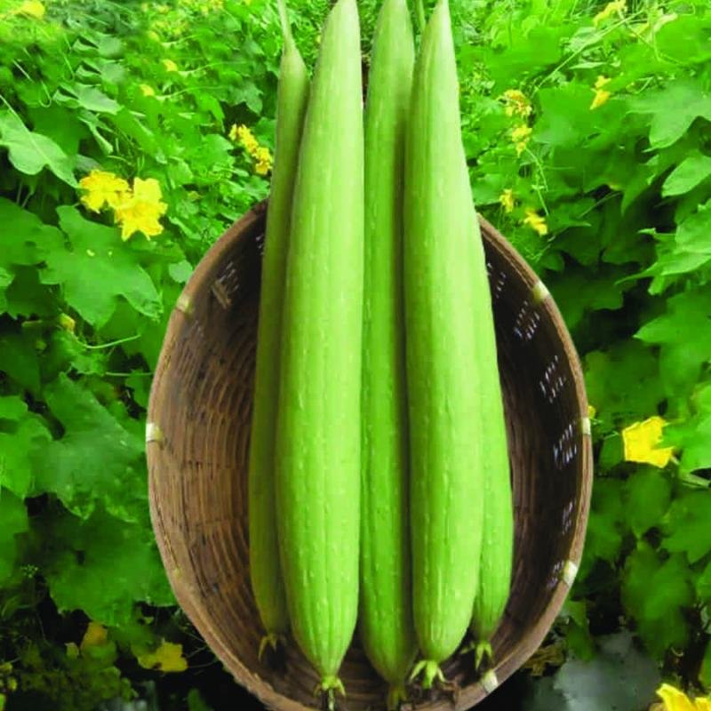 F1 HYBRID - SBS. SONA