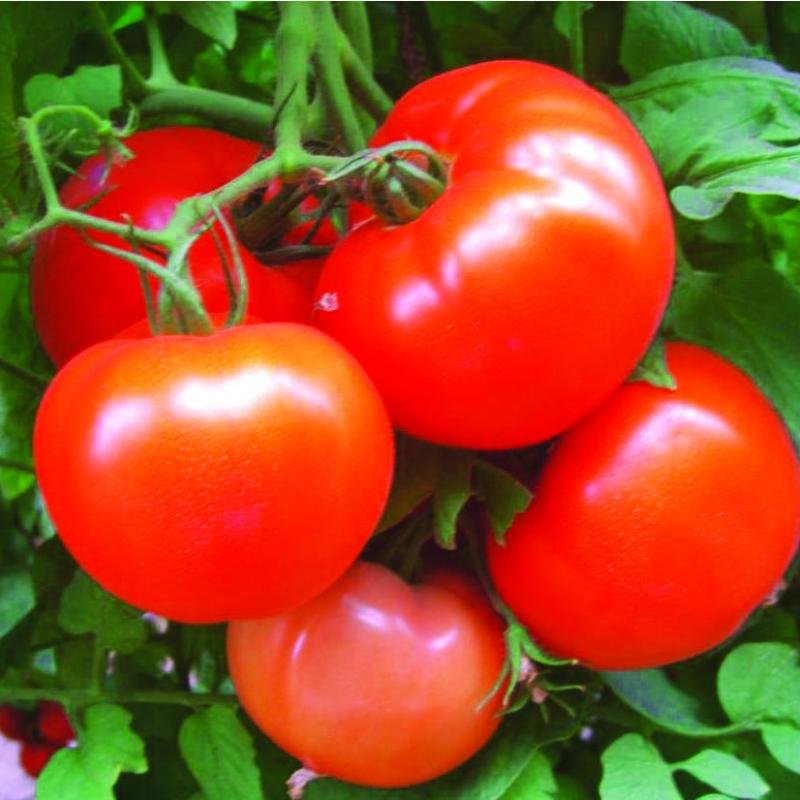 F1 HYBRID -SBS. ABHIMAN 60