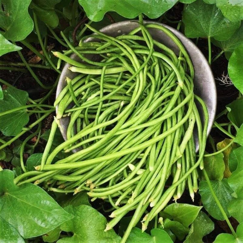 Yard Beans -SYB.7