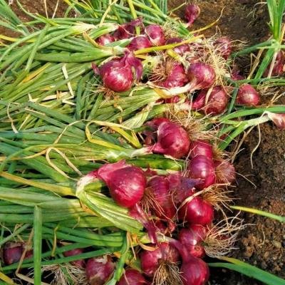 Onion Nashik Red N-53