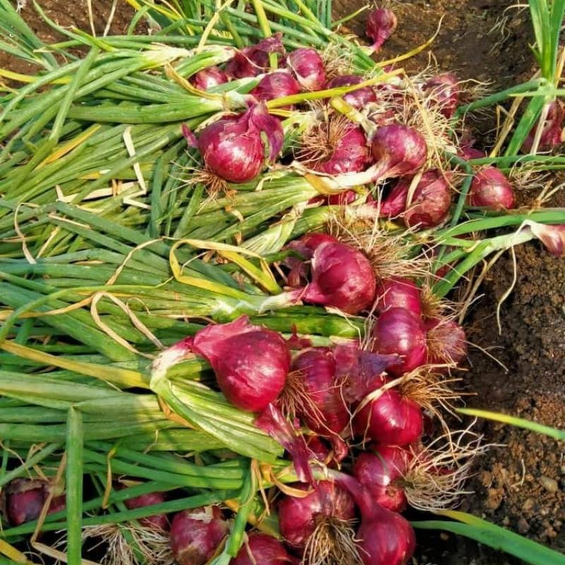 Onion Nashik Red N-53