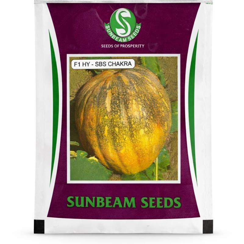 🎃 F1 Hybrid Pumpkin Seeds – SBS Chakra | Sunbeam Seeds