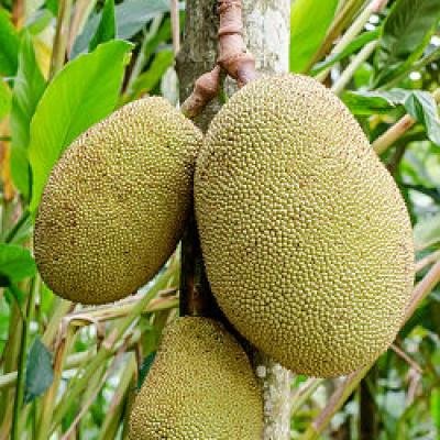 Jackfruit (Kathal) Fruit Plant