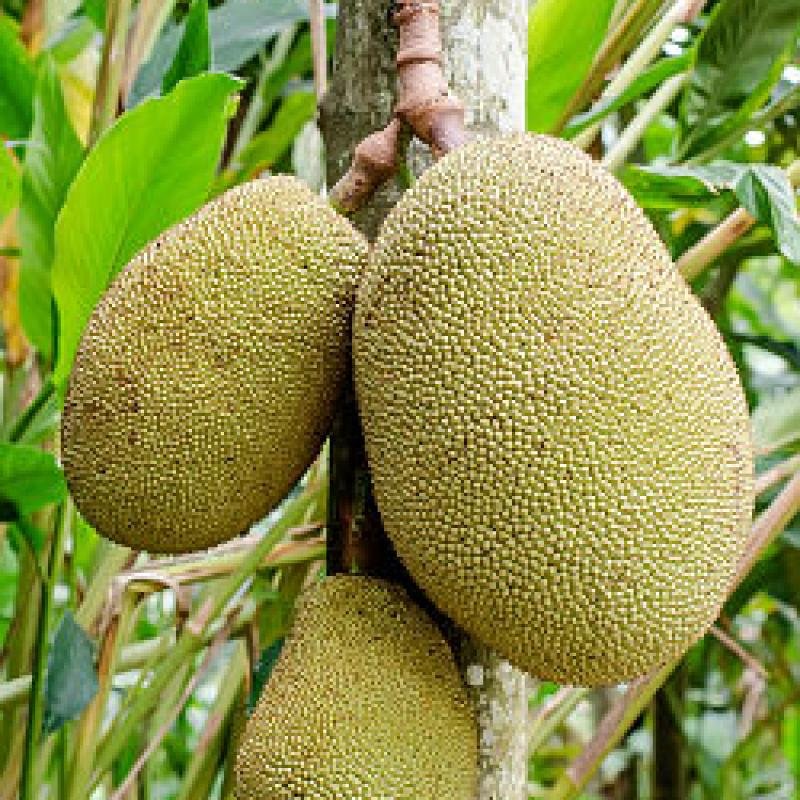 Jackfruit (Kathal) Fruit Plant