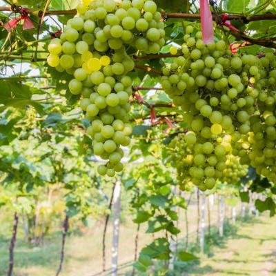 Grape (Angoor) Fruit Plant