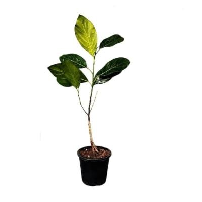Jackfruit (Kathal) Fruit Plant