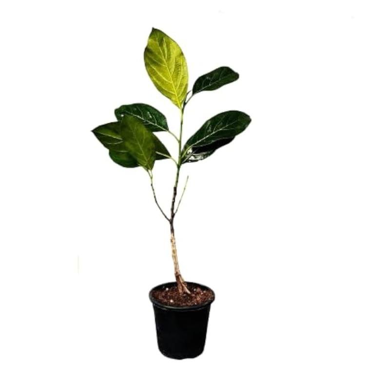 Jackfruit (Kathal) Fruit Plant