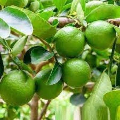 Mosambi (Sweet Lime) Fruit Plant