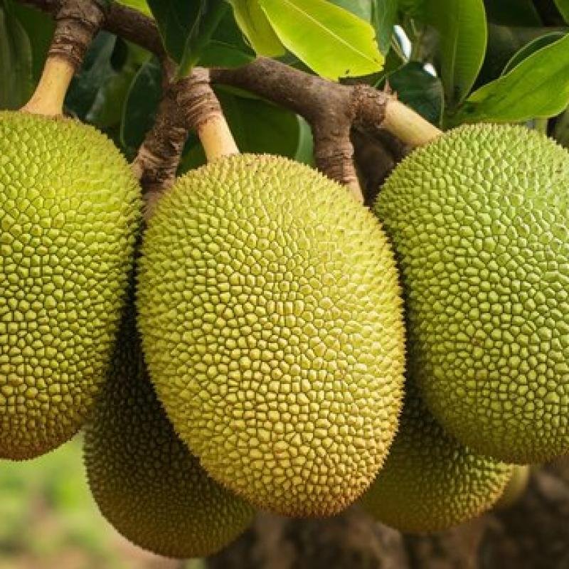 Jackfruit (Kathal) Fruit Plant
