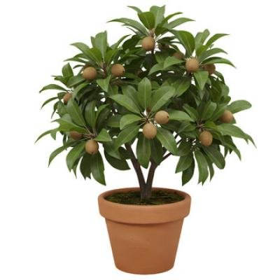 Chiku (Sapota) Fruit Plant