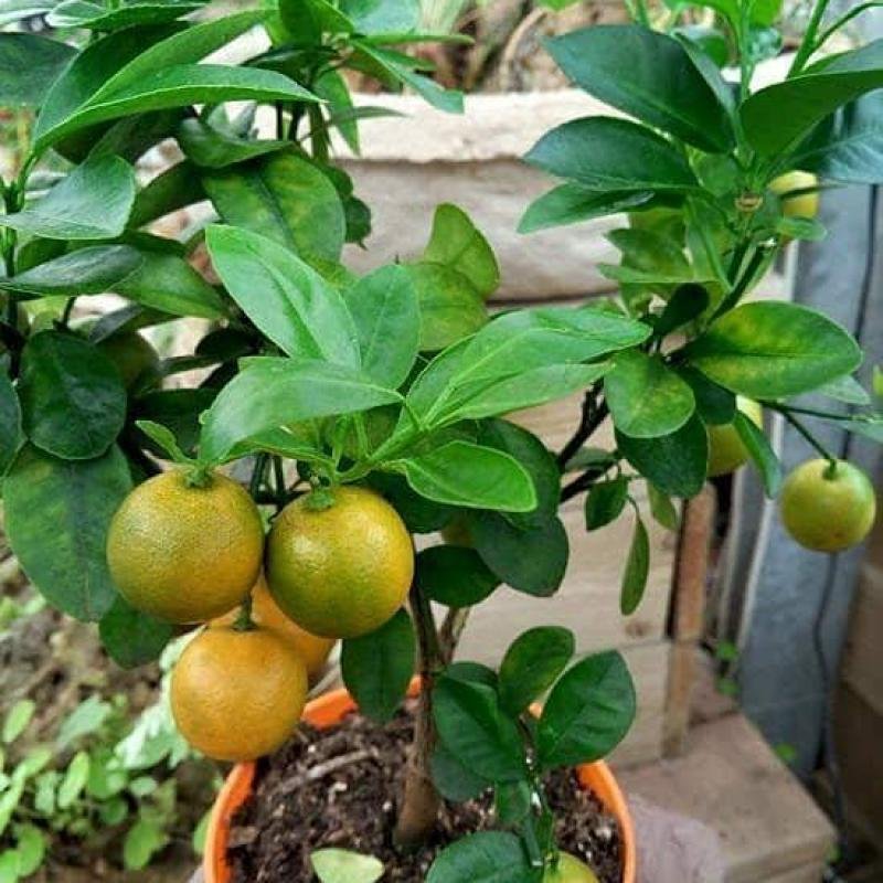 Mosambi (Sweet Lime) Fruit Plant