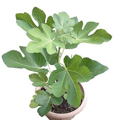 Anjeer (Fig) Fruit Plant – High-Yield, Sweet & Nutritious Variety