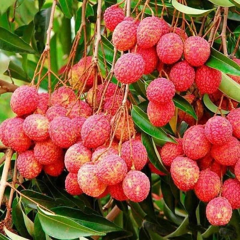 Litchi (Lychee) Fruit Plant – Juicy, Aromatic & Premium Quality Variety
