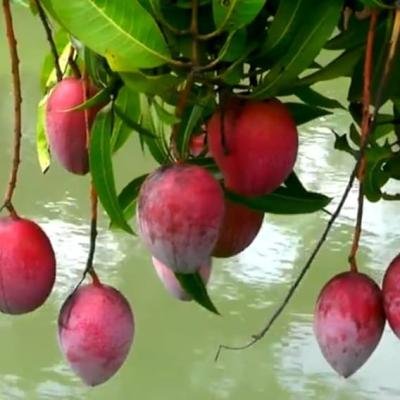 Taiwan Red Mango Plant – Exotic, High-Yield, Juicy & Vibrant Variety