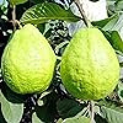 Guava (Amrood) Fruit Plant