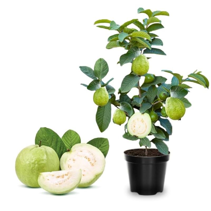 Guava (Amrood) Fruit Plant