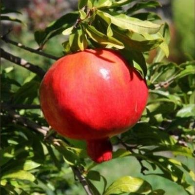 Anar (Pomegranate) Fruit Plant
