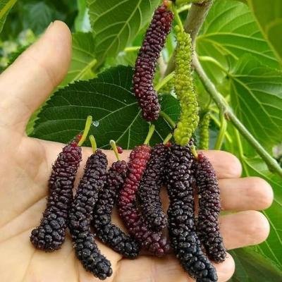 Shahtoot (Mulberry) Fruit Plant – Sweet, Fast-Growing & Highly Nutritious Variety