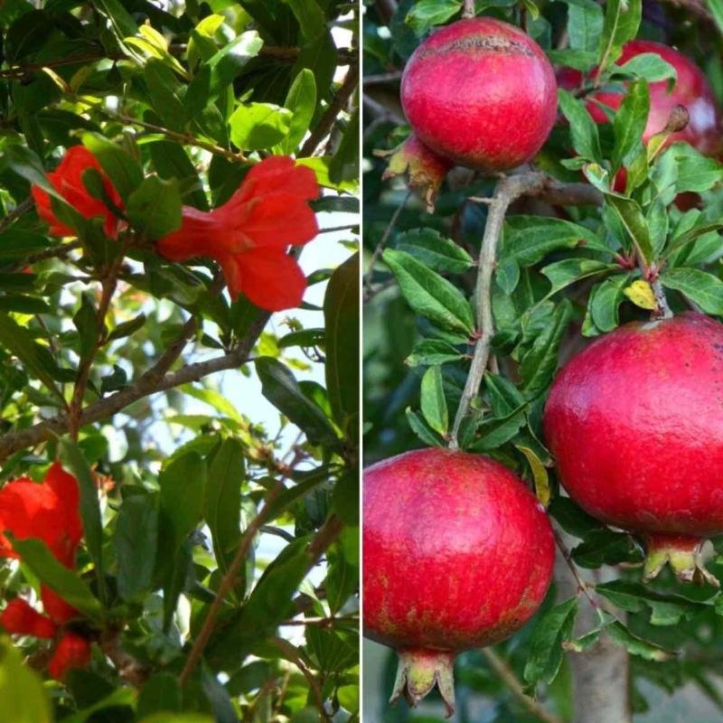 Anar (Pomegranate) Fruit Plant