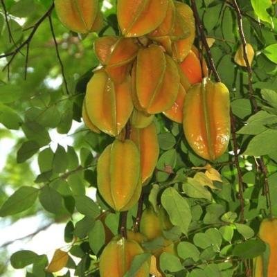 Carambola (Star Fruit) Plant