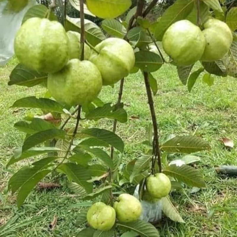 Guava (Amrood) Fruit Plant