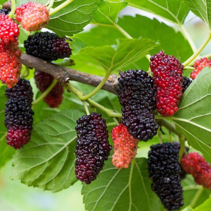 Shahtoot (Mulberry) Fruit Plant – Sweet, Fast-Growing & Highly Nutritious Variety