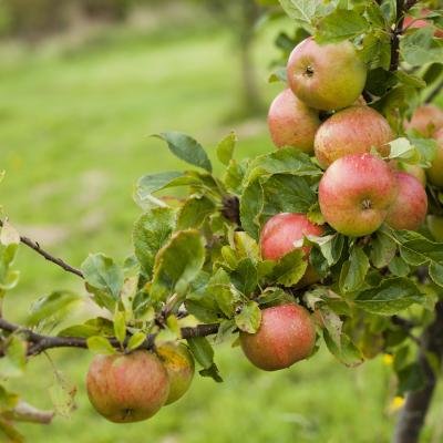 HRMN-99 Apple (HRM) Fruit Plant