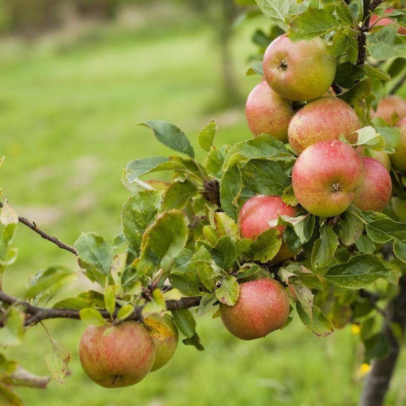 HRMN-99 Apple (HRM) Fruit Plant
