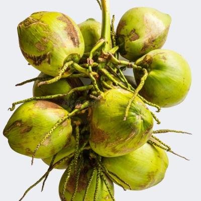 Coconut (Nariyal) Plant