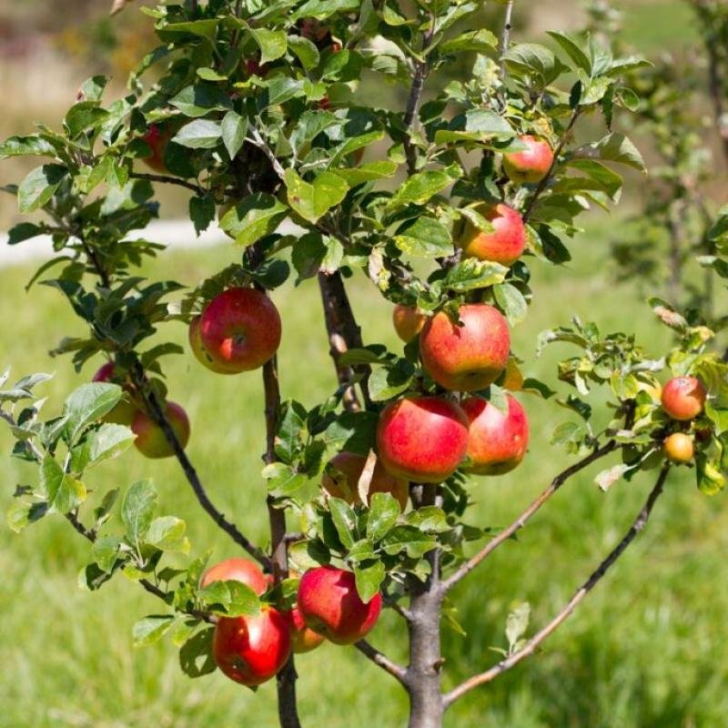 HRMN-99 Apple (HRM) Fruit Plant