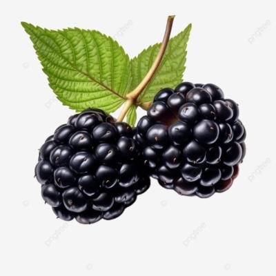 Blackberry Fruit Plant – High-Yielding, Sweet & Juicy Variety