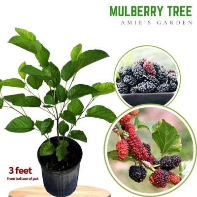 Shahtoot (Mulberry) Fruit Plant – Sweet, Fast-Growing & Highly Nutritious Variety