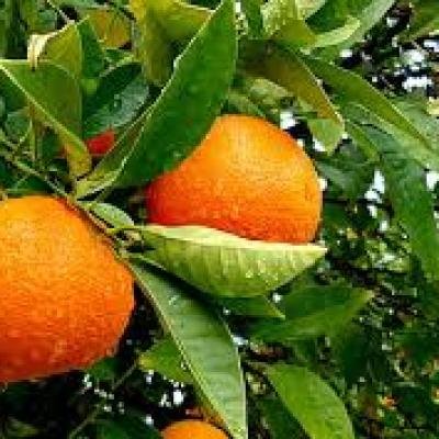 Orange (Santra) Fruit Plant