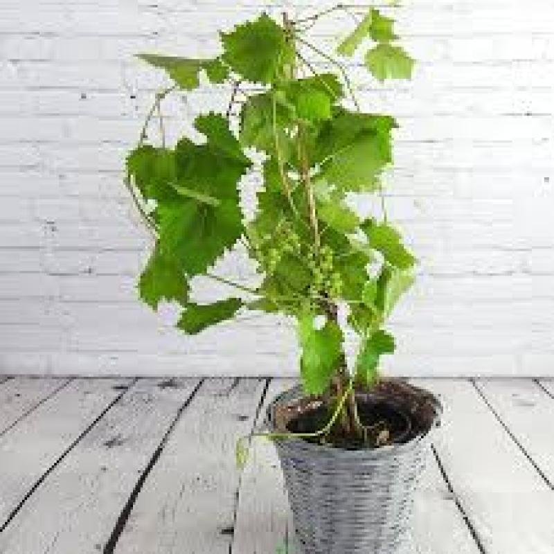 Grape (Angoor) Fruit Plant