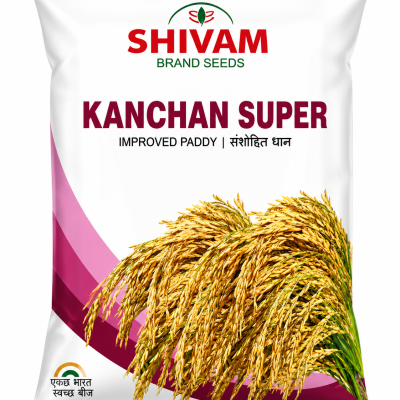 Shivam Kanchan Super Improved Paddy Seeds