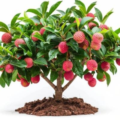 Litchi (Lychee) Fruit Plant – Juicy, Aromatic & Premium Quality Variety