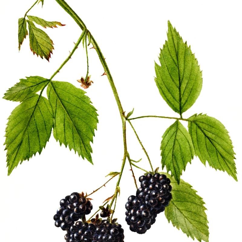 Blackberry Fruit Plant – High-Yielding, Sweet & Juicy Variety